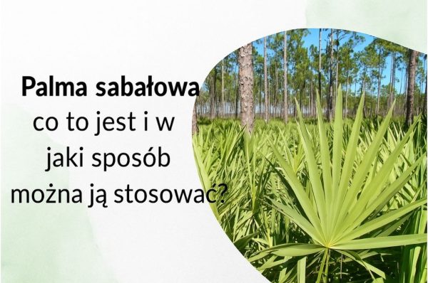 Palma sabałowa co to jest i w jaki sposób można ją stosować?